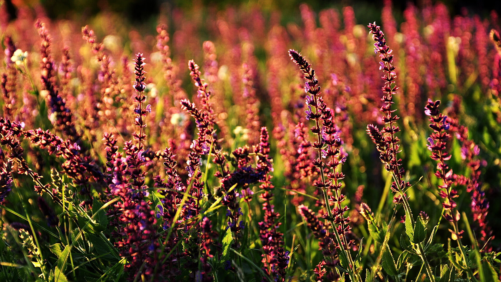 西班牙青年队在欧洲青少年比赛中表现亮眼