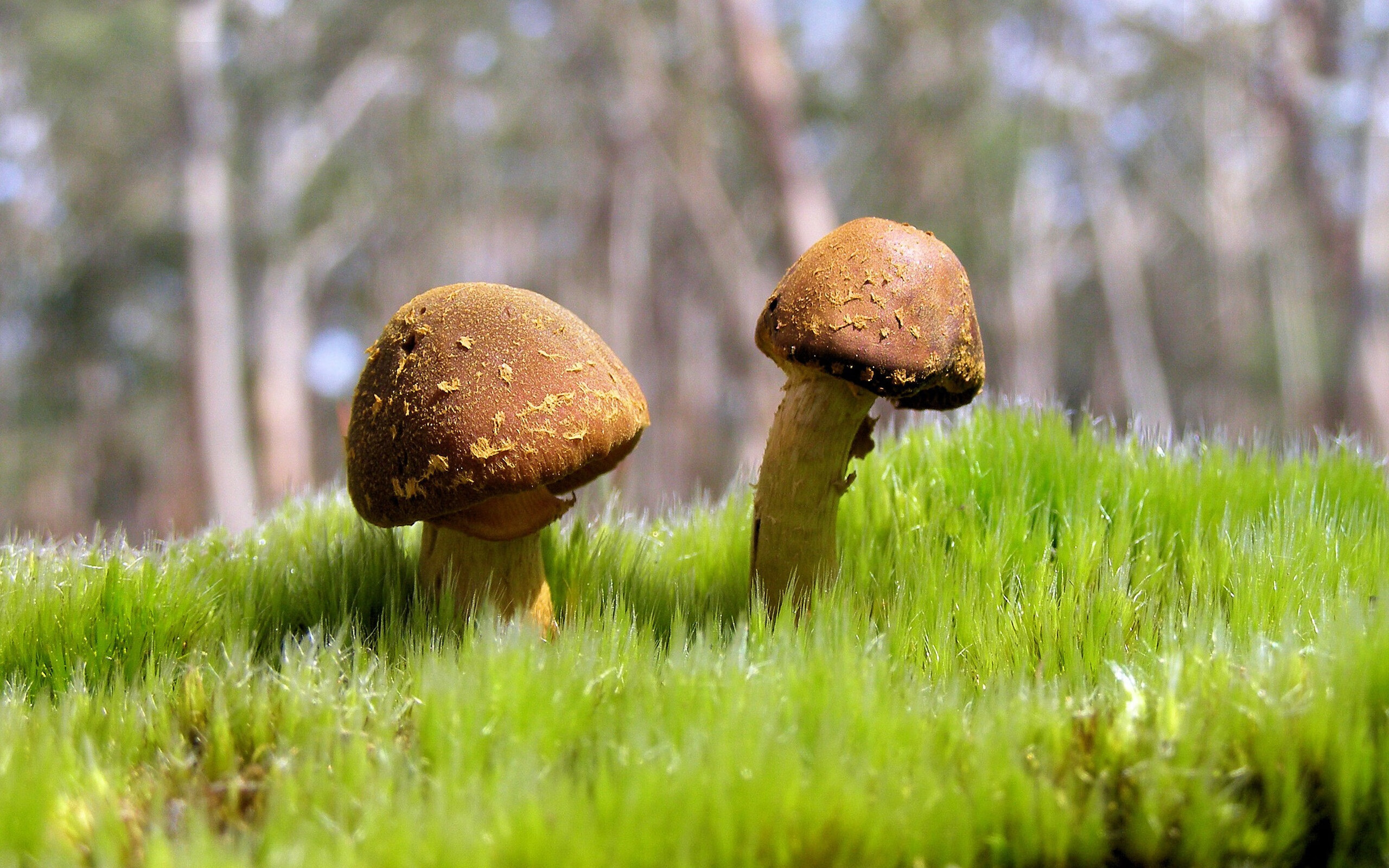 熊猫体育APP-赞比亚男篮在非洲预赛中奋勇追击，迈向荣耀舞台，赞比亚男子足球国家队